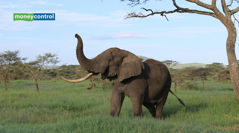 She bought 112 acres for an Elephant she had cared for since the 1970s ...