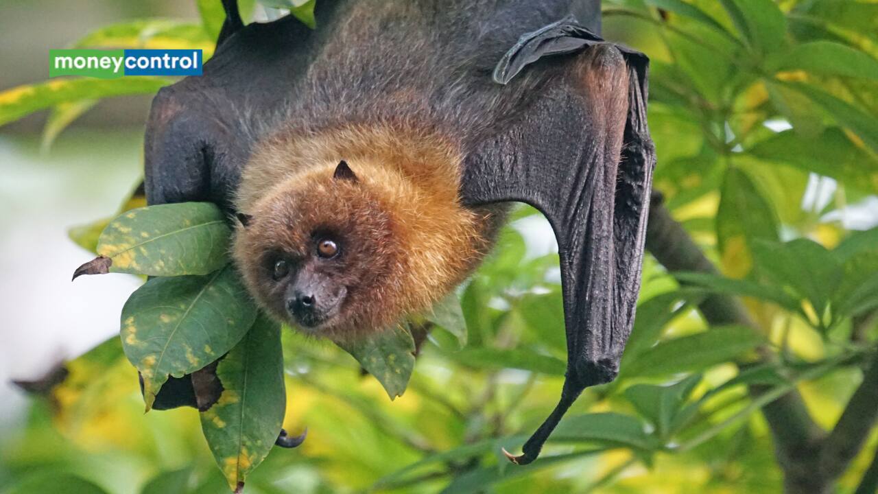 Bats may have first evolved in Europe 60 million years ago, new DNA study reveals